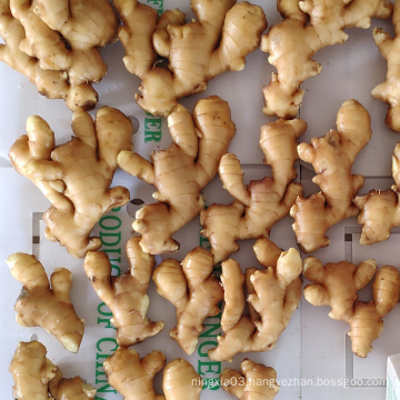 China Suppliers organic ginger fresh organic ginger for sale